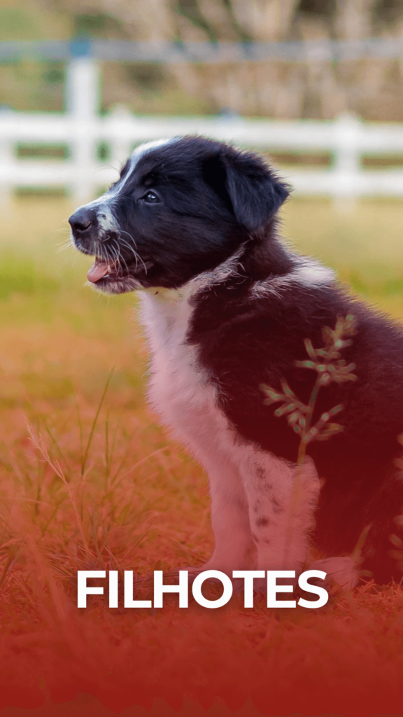 Cães Filhotes - CT Adonis Colombo